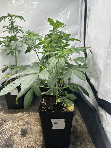 Growreport Bild 7