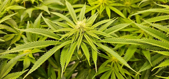 Growreport Bild 5