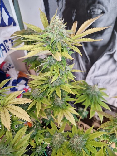 Growreport Bild 7