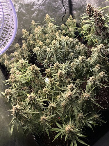 Growreport Bild 9