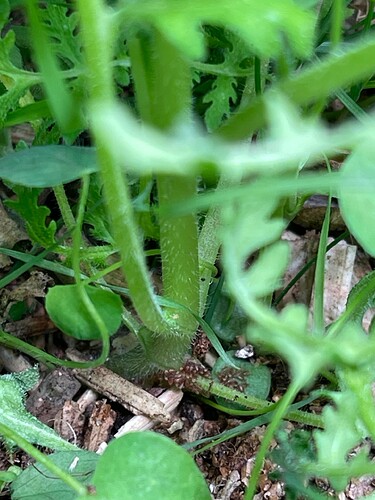 Growreport Bild 3