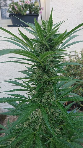 Growreport Bild 11