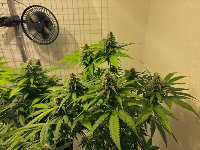 Growreport Bild 6