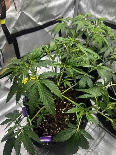 Growreport Bild 3