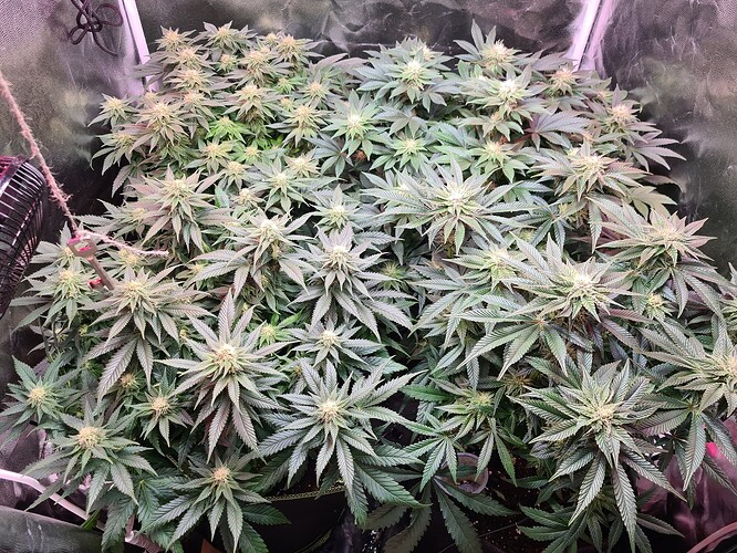 Growreport Bild 5