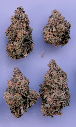 Growreport Bild 2