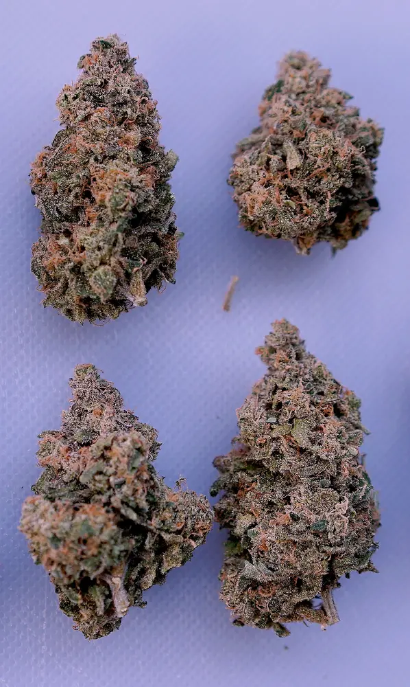[Geerntet]🫧 HubbaBubbaHaze 🫧 von Mephisto Genetics in Coco im Autopot im Schrank