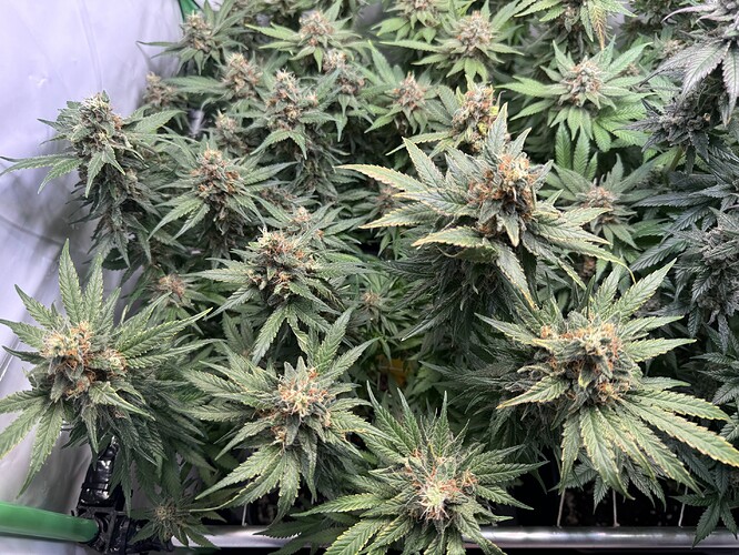 Growreport Bild 4