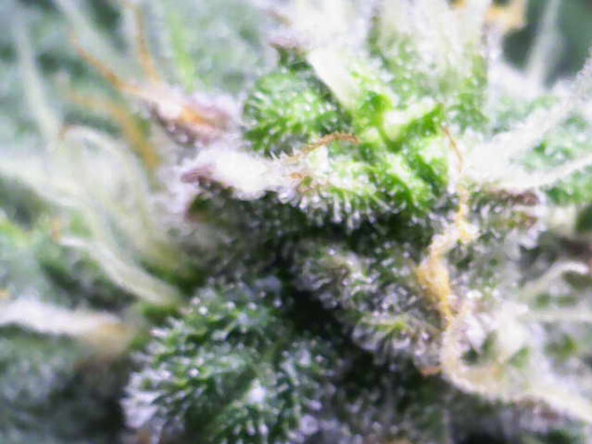 Growreport Bild 29