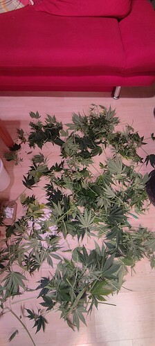 Growreport Bild 39