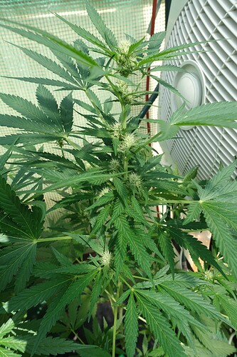 Growreport Bild 10