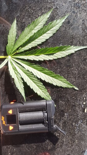 Growreport Bild 15