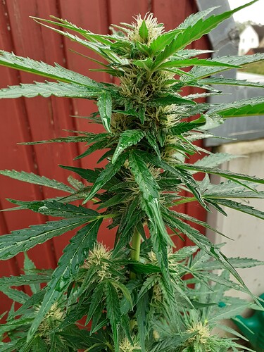 Growreport Bild 86