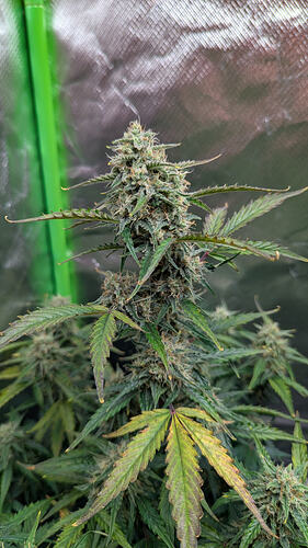 Growreport Bild 19