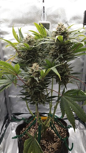 Growreport Bild 12