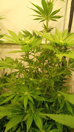 Growreport Bild 39