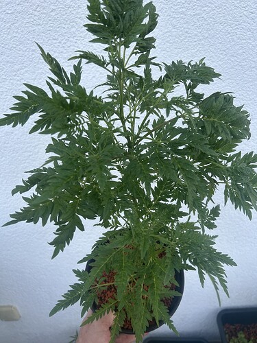 Growreport Bild 43
