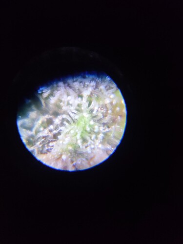 Growreport Bild 41