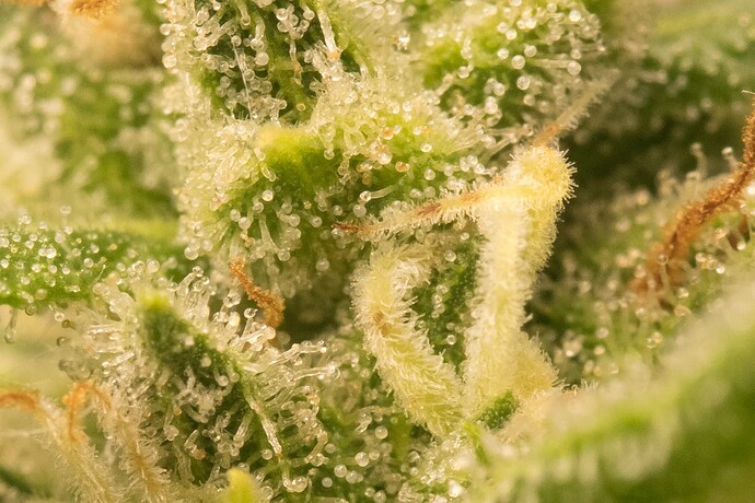 Growreport Bild 15