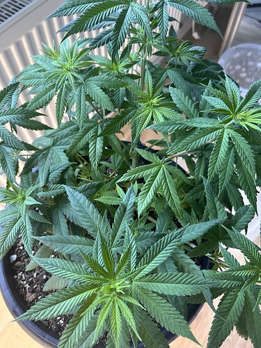 Growreport Bild 29