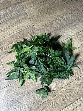 Growreport Bild 32