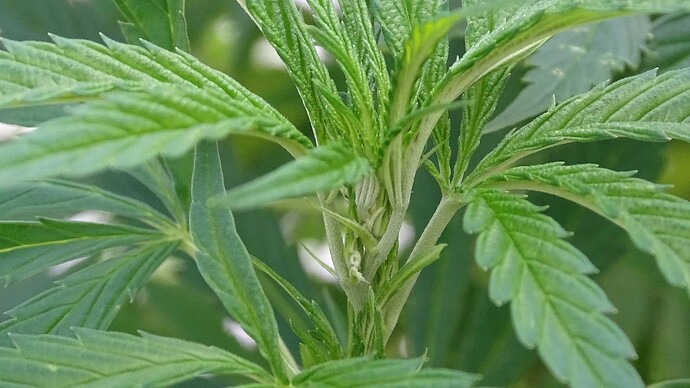 Growreport Bild 6