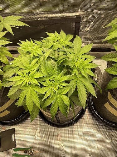 Eine junge Cannabispflanze in einem Stofftopf, die sich in der Wachstumsphase befindet. Die Pflanze hat mehrere Verzweigungen und zeigt ein gesundes, hellgrünes Blattwerk. Im Hintergrund sind weitere Pflanzen und die reflektierende Innenwand eines Growzelts zu sehen. Auf dem Boden liegen eine Schere und ein Werkzeug zur Pflanzenpflege.