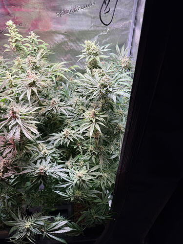 Growreport Bild 36