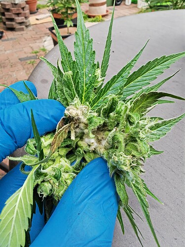 Growreport Bild 4