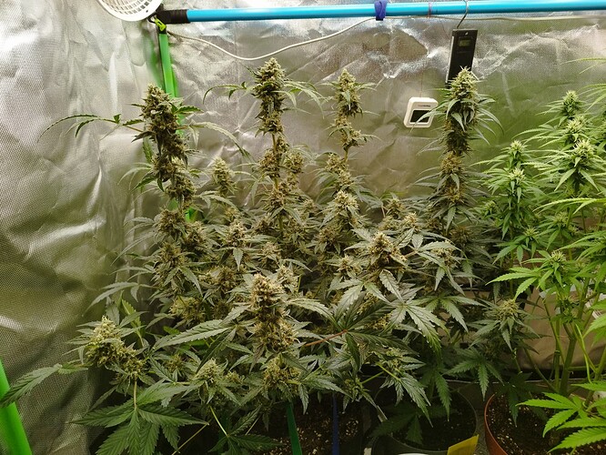 Mehrere Cannabispflanzen in der Blütephase in einem Zelt, mit sichtbaren Blütenständen und Blättern.