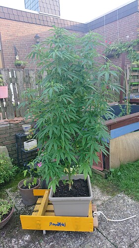 Growreport Bild 7