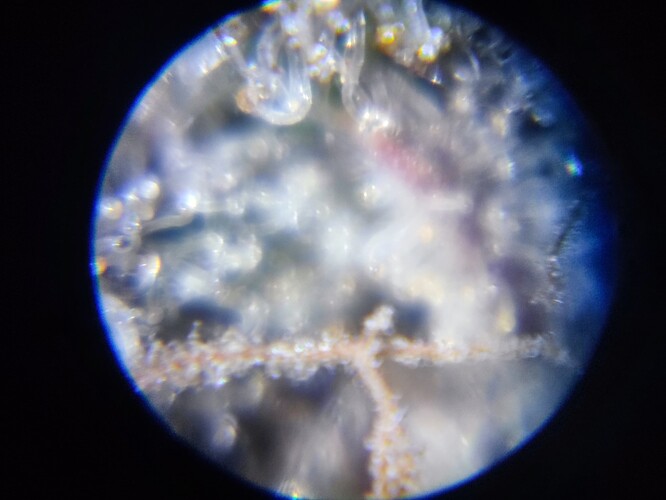 Growreport Bild 67