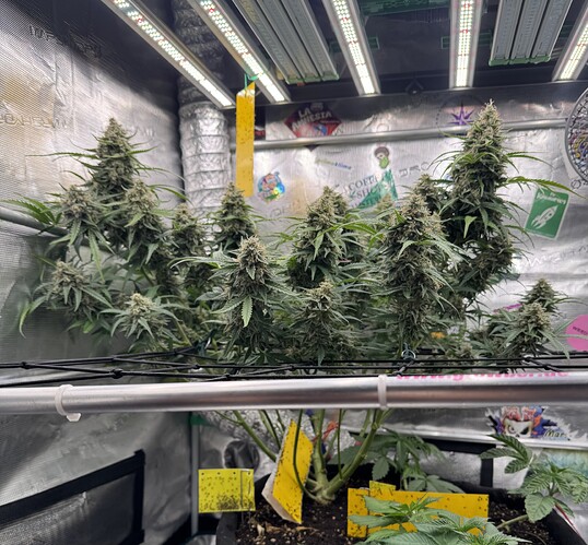 Growreport Bild 2