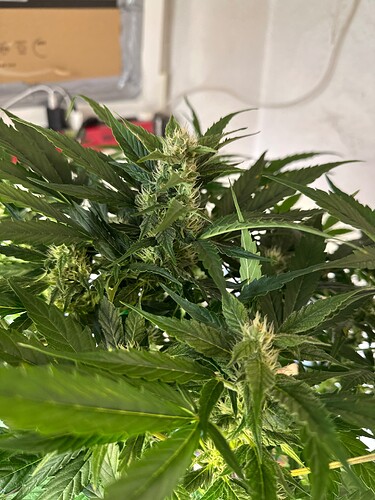 Growreport Bild 78