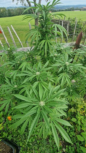 Growreport Bild 7
