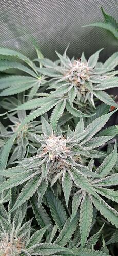 Growreport Bild 1
