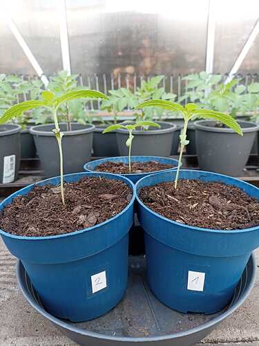 WhatsApp Bild 2025-04-14 um 08.50.16_3efde7f5