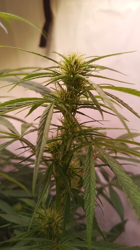 Growreport Bild 7