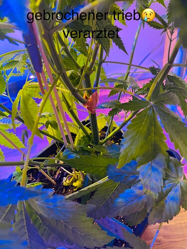Growreport Bild 10