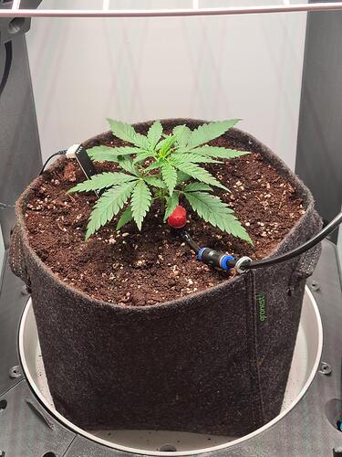 signal-2024-07-02-004338_007