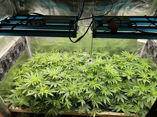 Eine Growbox mit vielen jungen Cannabispflanzen, die sich im Wuchs befinden. Mehrere Ventilatoren und eine LED-Wachstumslampe sind sichtbar.