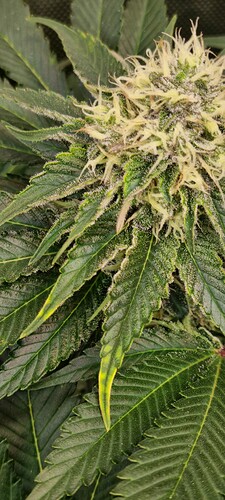 Growreport Bild 30