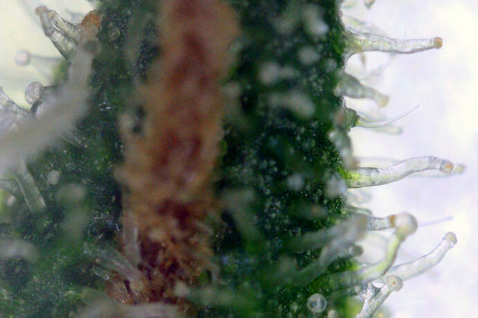 trichome_jack_2