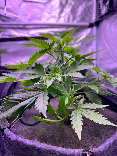 Eine junge Cannabis-Pflanze in einem Stofftopf unter violettem LED-Licht.