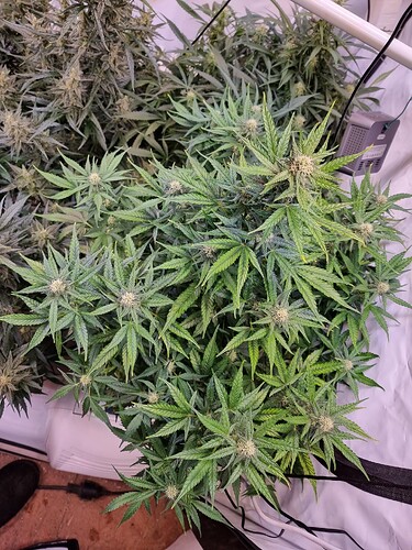 Growreport Bild 3