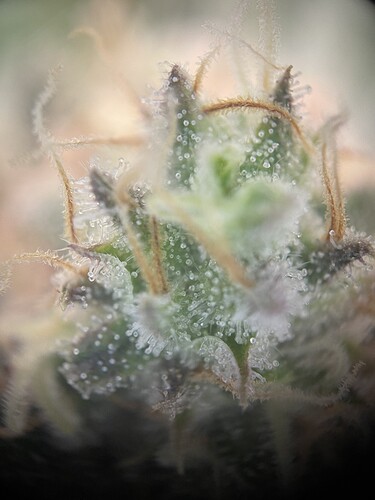 Growreport Bild 1