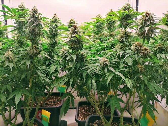 IMG_20240409_151754~2