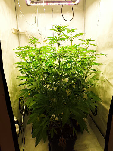 Growreport Bild 6