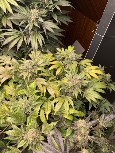 Growreport Bild 9