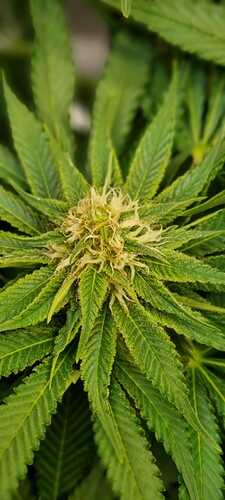 Growreport Bild 7